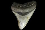 Bargain, Megalodon Tooth - North Carolina #88657-2